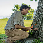 Évaluer la necessité d'émondage et d'élagage des arbres dangereux par arboriste