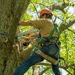 Test de résistographe pour inspection des arbres par arboriste